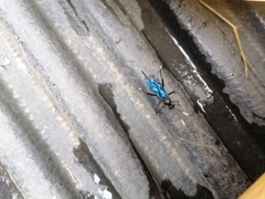 Dotocryptus pedisequus