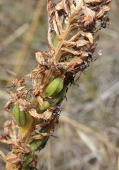 Orchis anthropophora
