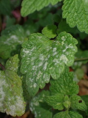 Neoerysiphe galeopsidis