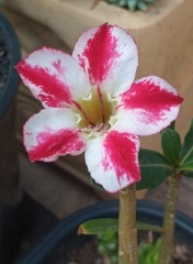 Adenium