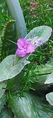 Tradescantia sillamontana