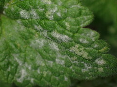 Neoerysiphe galeopsidis