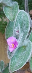 Tradescantia sillamontana