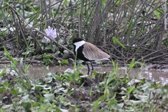 Vanellus spinosus
