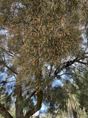 Casuarina cunninghamiana