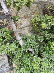 Pittosporum tobira