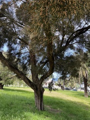 Casuarina cunninghamiana