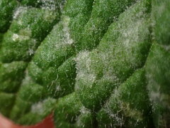 Neoerysiphe galeopsidis