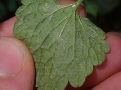 Neoerysiphe galeopsidis