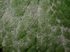 Neoerysiphe galeopsidis