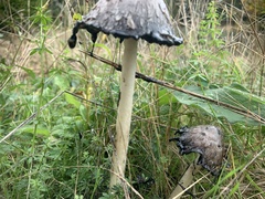 Coprinus comatus
