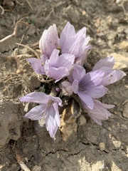 Mandragora autumnalis