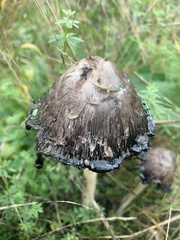 Coprinus comatus