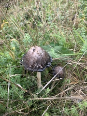 Coprinus comatus