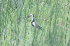 Vanellus crassirostris