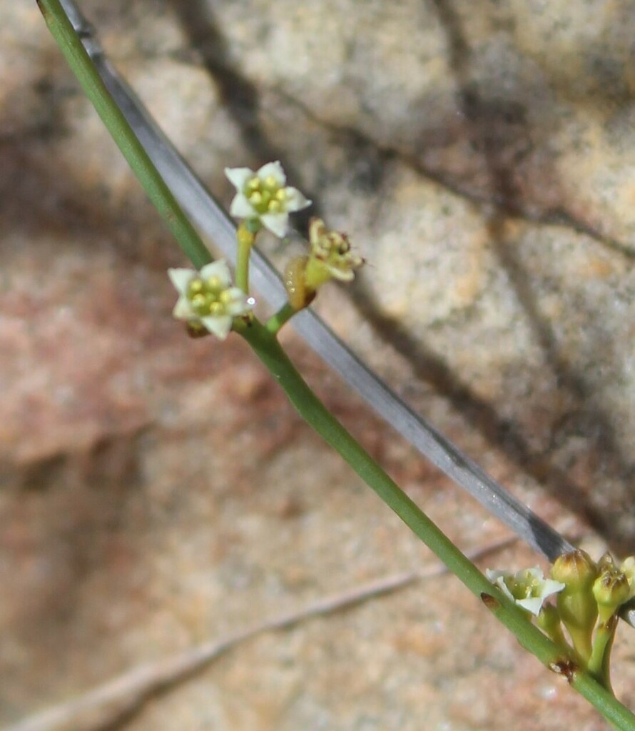 Thesium juncifolium