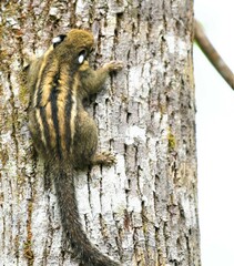 Tamiops mcclellandii