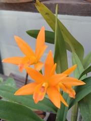 Guarianthe aurantiaca