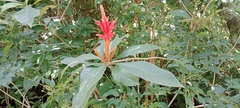 Aphelandra