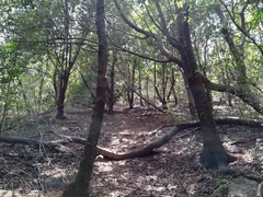 Brabejum stellatifolium