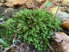 Fissidens taxifolius