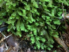 Fissidens taxifolius