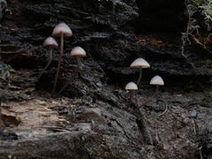 Mycena haematopus