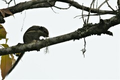 Tamiops mcclellandii