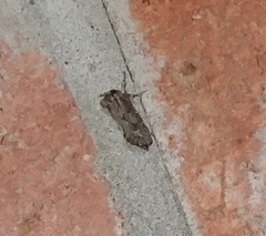 Acrolophus popeanella