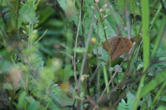 Satyrinae