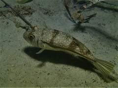 Torquigener pleurogramma