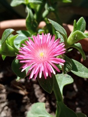 Mesembryanthemum cordifolium