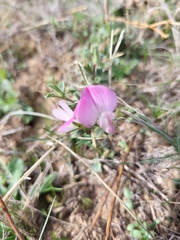 Ononis spinosa