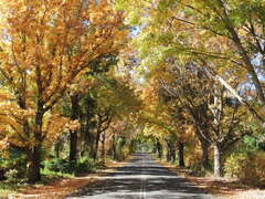 Liquidambar