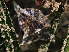 Scobinichthys granulatus
