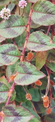 Persicaria capitata