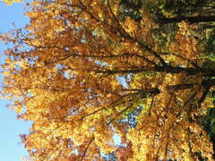 Liquidambar