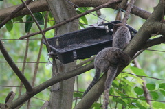 Callithrix jacchus × penicillata