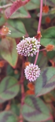 Persicaria capitata