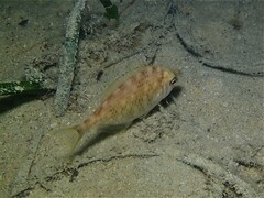 Parequula melbournensis