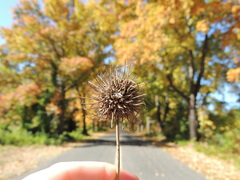 Liquidambar