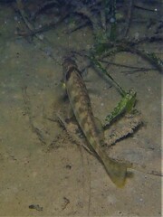 Helotes octolineatus