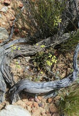 Crassula atropurpurea