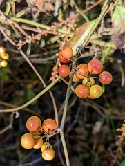 Smilax walteri