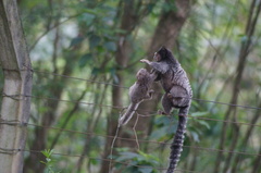 Callithrix penicillata