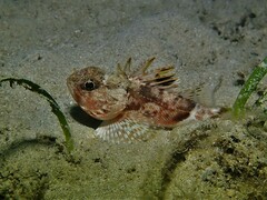 Maxillicosta scabriceps