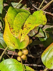 Smilax walteri