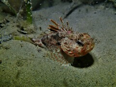 Maxillicosta scabriceps