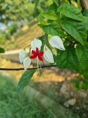 Clerodendrum thomsoniae