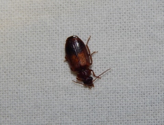 Singilis basilewskyi